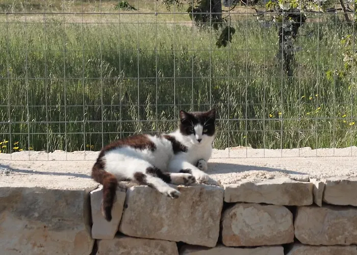 Quattrolinari Lantställe *